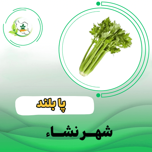 کرفس سفید پا بلند