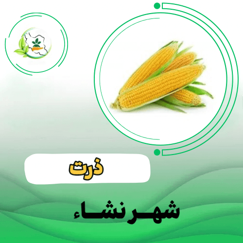 شوگر کینگ