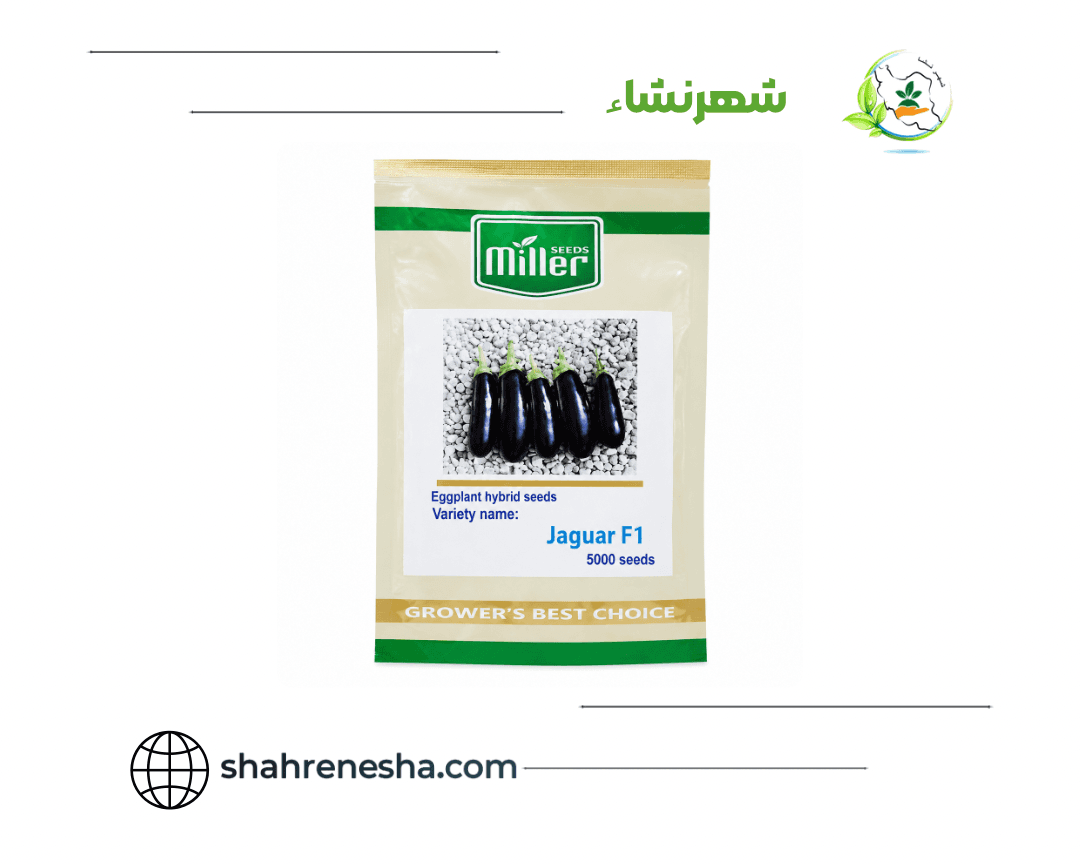 نشا-بادمجان- جگوار
