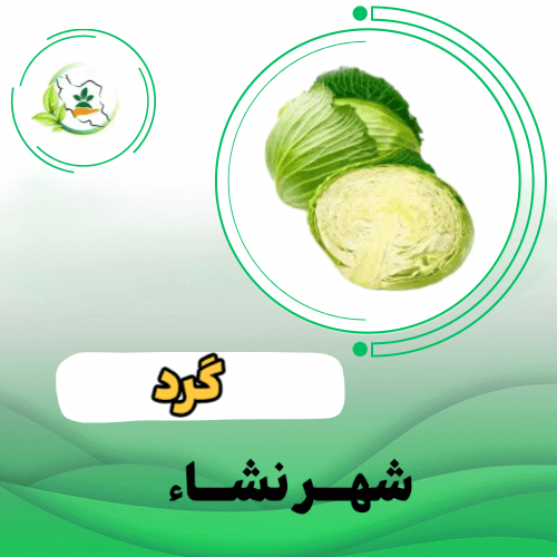 کلم پيچ-سفيد - گلوب مستر