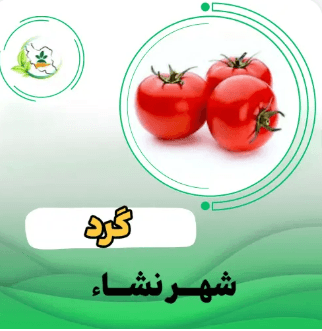 گوجه فرنگي پلاس